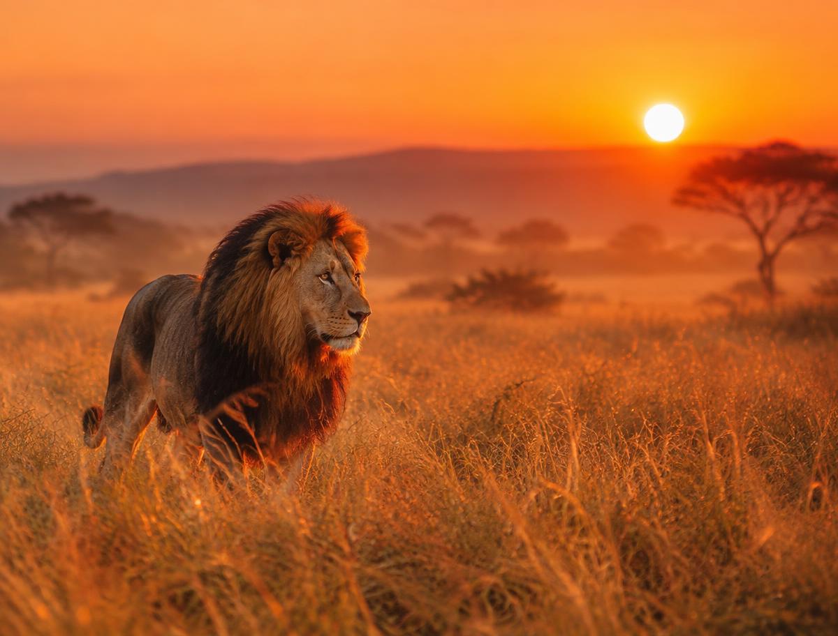 Selous Safari — 1 Day
